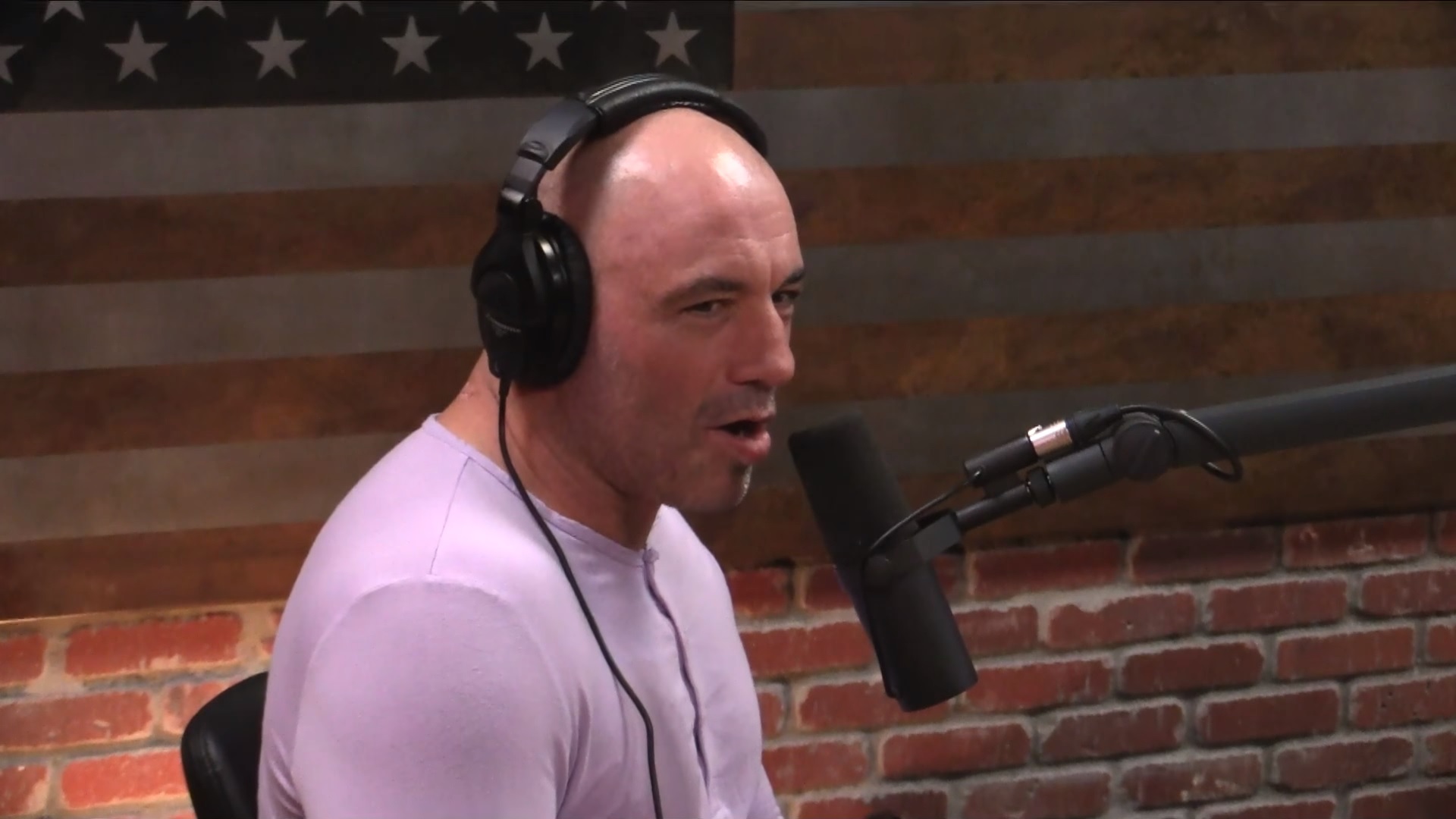 Joe rogan podcast hamster