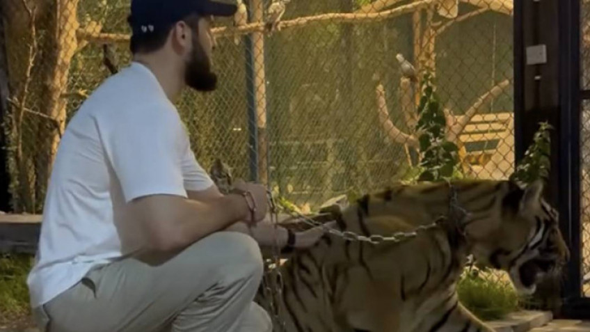 Ислам Махачев выгулял тигра в зоопарке